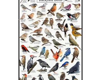 Michigan's Backyard Birds Poster - Michigan Bird Watching Chart Highlighting Birds At Your Bird Feeder - Educational Bird Guide