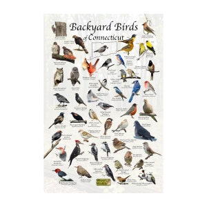 Birds of Connecticut Backyard Birding Identification Picture Print / Field Guide to Common State Birds ID / Birdwatching / Nature Poster