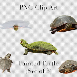 Gemalte Schildkröte Tier Clip Art (5er Set) PNG Clipart mit transparentem Hintergrund Photoshop Overlays. Werbung, Bildung, Schule, etc