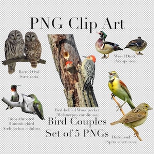 Bird Couple Clip Art (Conjunto de 5 imágenes) PNG Clipart con fondo transparente Photoshop Overlays / Búho, Colibrí, Pato, Pájaro carpintero,