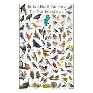 Aves de América del Norte Región Noreste: proporcione 73 identificaciones de aves - Póster de aves de jardín - Cuadro educativo sobre ciencias naturales