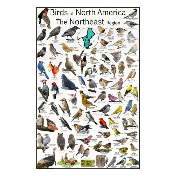 Birds of North America The Northeast Region - Provide 73 Bird Identifications - Backyard Bird Poster - Nature Science Education Chart