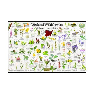 Flores silvestres de humedales del este de los Estados Unidos Afiche de identificación de flores / Identifica 73 flores silvestres de humedales comunes de América del Norte