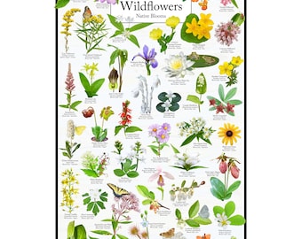 May include: A colourful poster featuring illustrations of 40 different wildflowers native to Vermont. The poster is titled "Vermont Wildflowers Native Blooms" and includes the name of each flower and its common name.