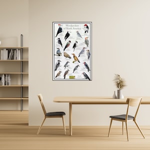Puede incluir: Un p&oacute;ster titulado "Woodpeckers of North America" que presenta ilustraciones de 24 especies diferentes de p&aacute;jaros carpinteros. Cada ave se representa en su h&aacute;bitat natural con su nombre y nombre cient&iacute;fico enumerados debajo.