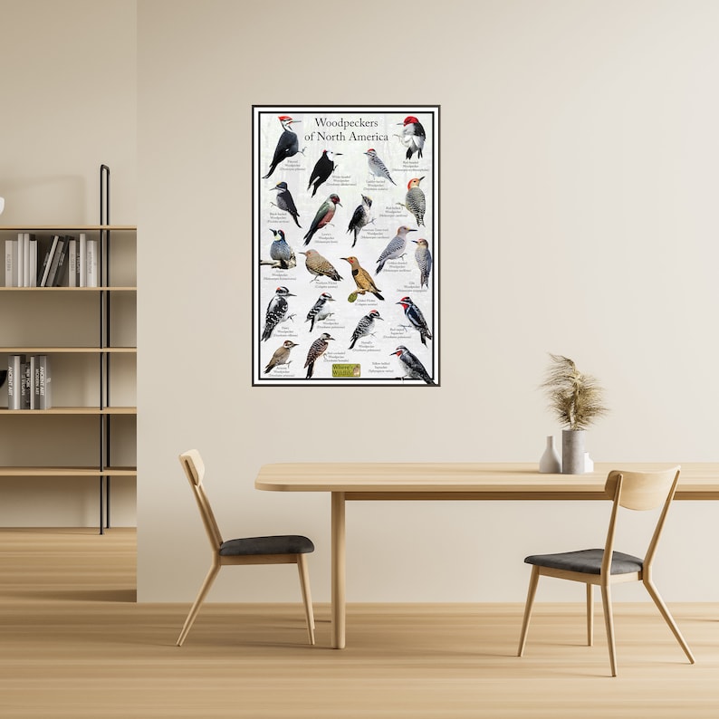 Puede incluir: Un p&oacute;ster titulado "Woodpeckers of North America" que presenta ilustraciones de 24 especies diferentes de p&aacute;jaros carpinteros. Cada ave se representa en su h&aacute;bitat natural con su nombre y nombre cient&iacute;fico enumerados debajo.