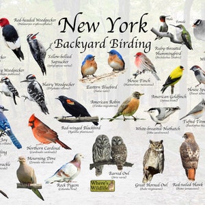Birds of New York Backyard Birding Identification Picture Print/ Great Field Guide to Common State Birds Birdwatching Nature Print / Poster
