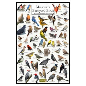 Afiche de aves del patio trasero de Missouri: cuadro de observación de aves de Missouri que destaca las aves en su comedero para pájaros: guía educativa sobre aves