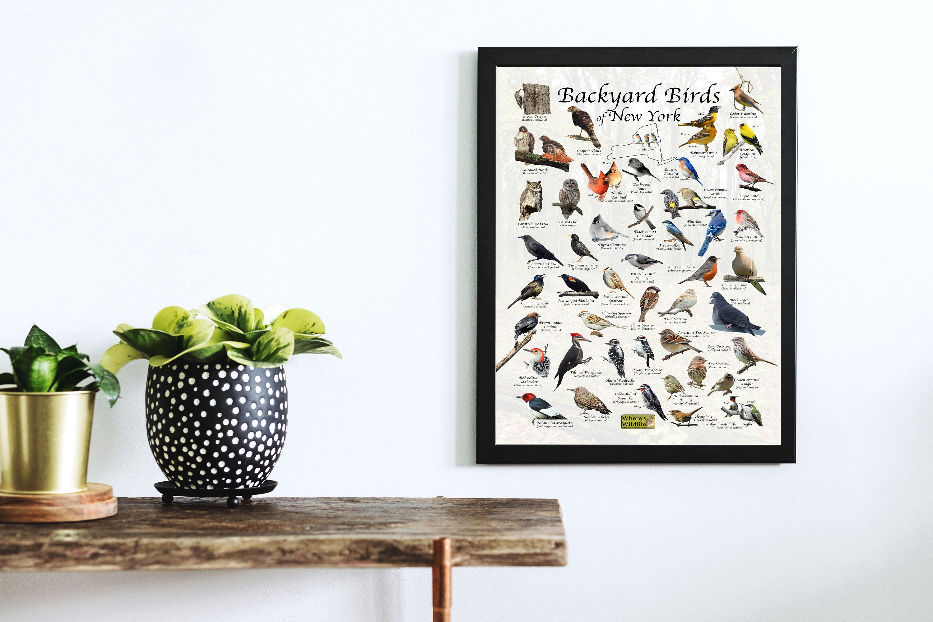 Backyard Birds of New York Bird Identification Poster - Bird Field ...