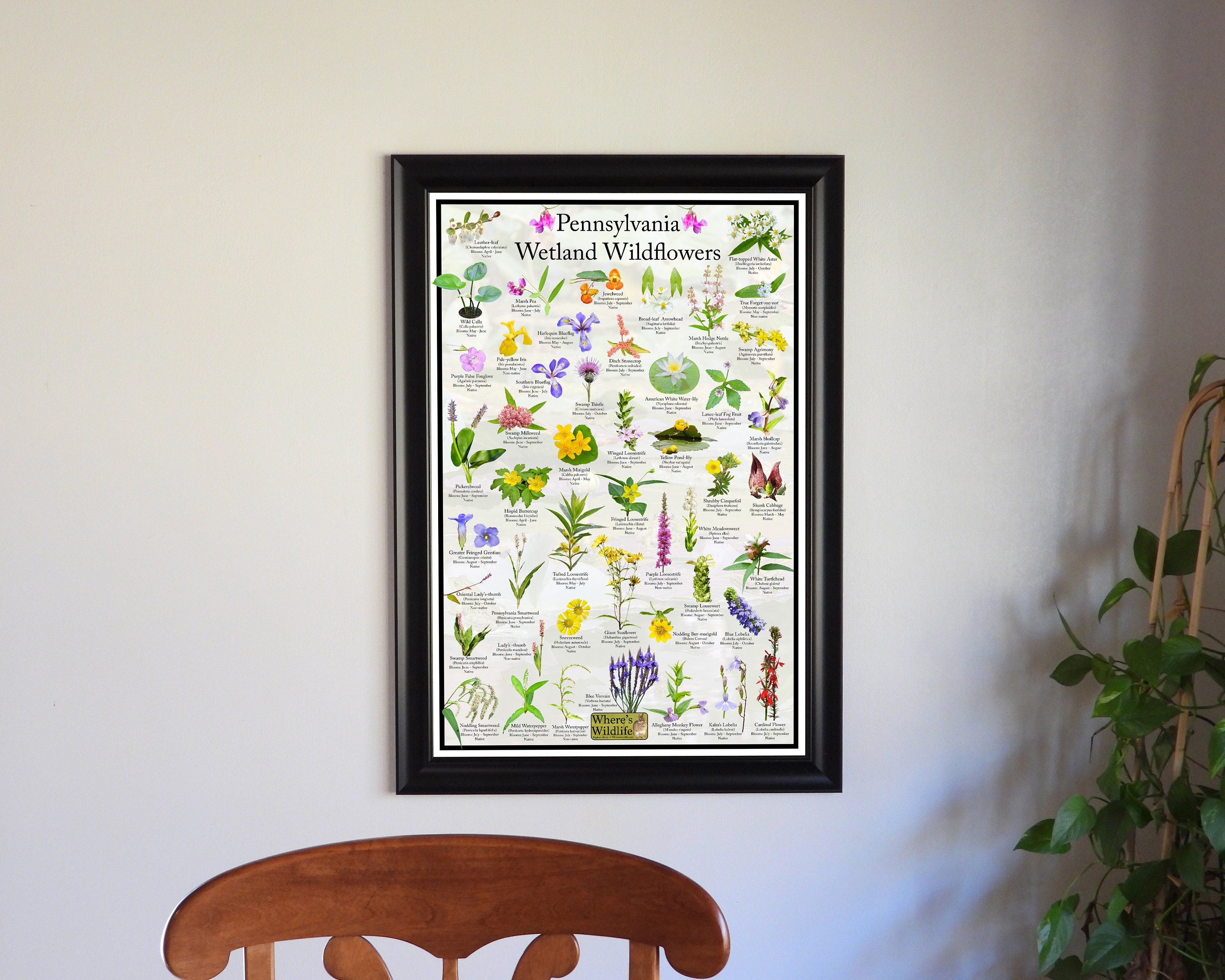Pennsylvania Wetland Wildflower Poster / State Flower Guide Providing ...