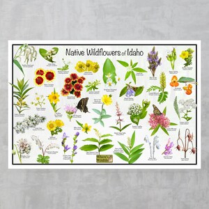 Native Wildflowers of Idaho / State Flower Field Guide Poster Providing ...