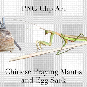 Mantis religiosa china y saco de huevo Clip Art PNG Clipart con fondo transparente Photoshop Overlays. Publicidad, Educación, Escuela, etc.