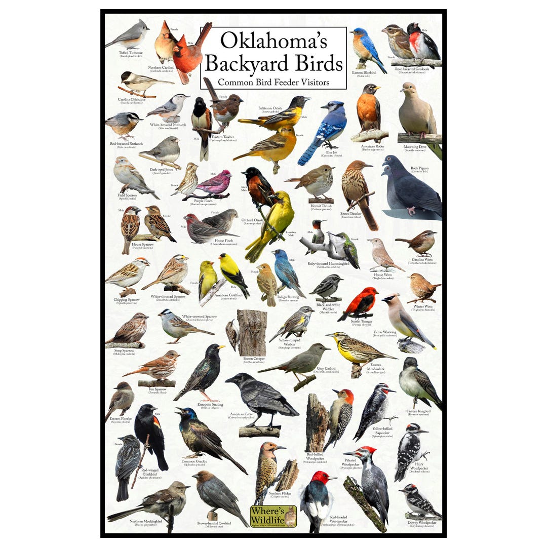Oklahoma's Backyard Birds Poster - Oklahoma Bird Watching Chart ...