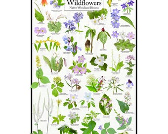 Puede incluir: Un póster colorido con ilustraciones de 36 flores silvestres diferentes nativas de Tennessee. El póster se titula "Tennessee Wildflowers" e incluye el texto "Native Woodland Blooms".