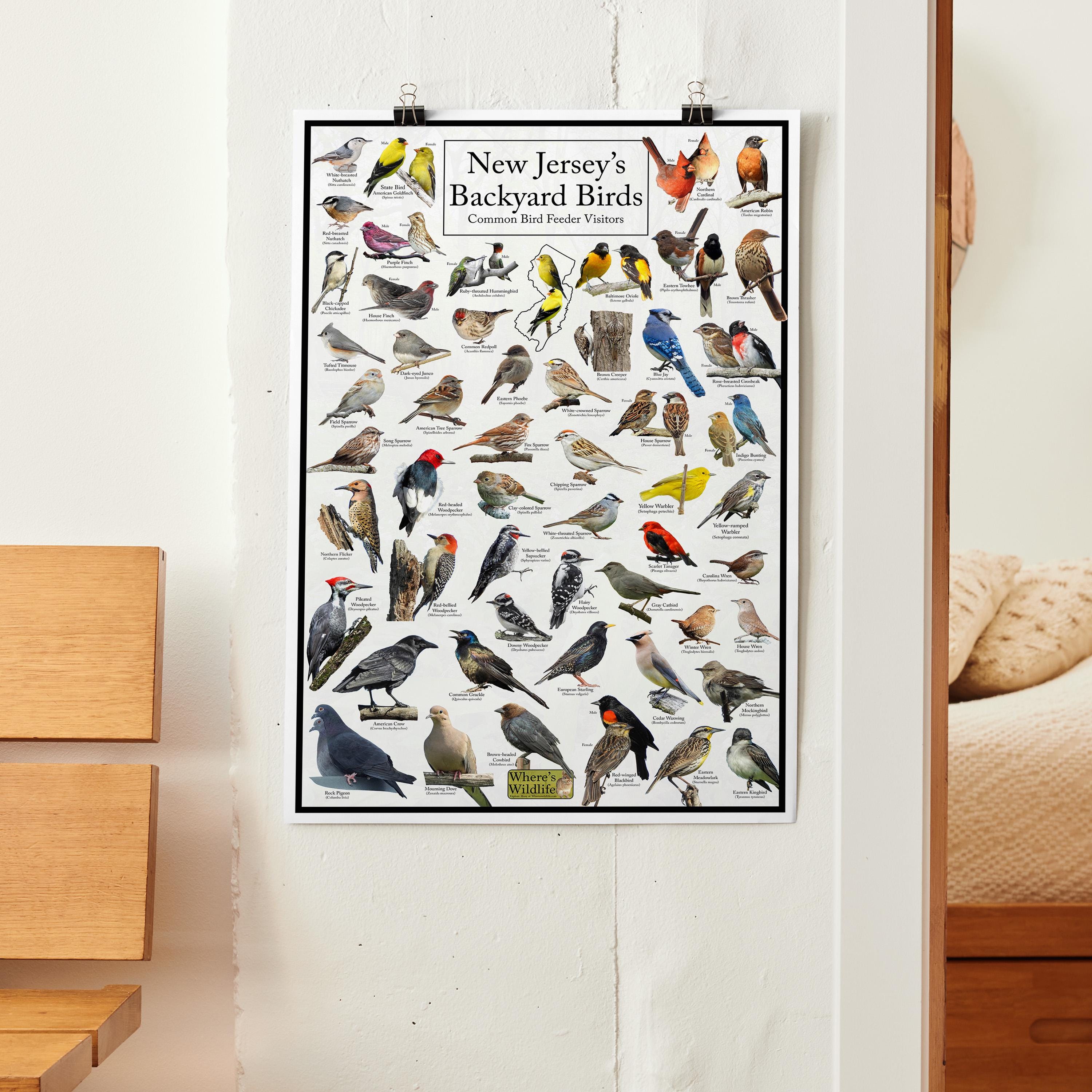 New Jersey's Backyard Birds Poster - New Jersey Bird Watching
