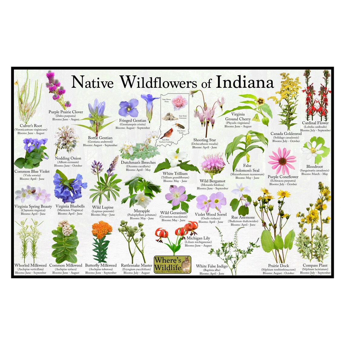 Native Wildflowers of Indiana / State Flower Field Guide Etsy