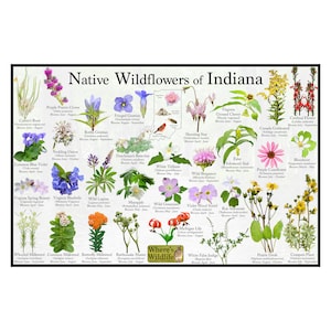 Seed Identification Chart - Etsy