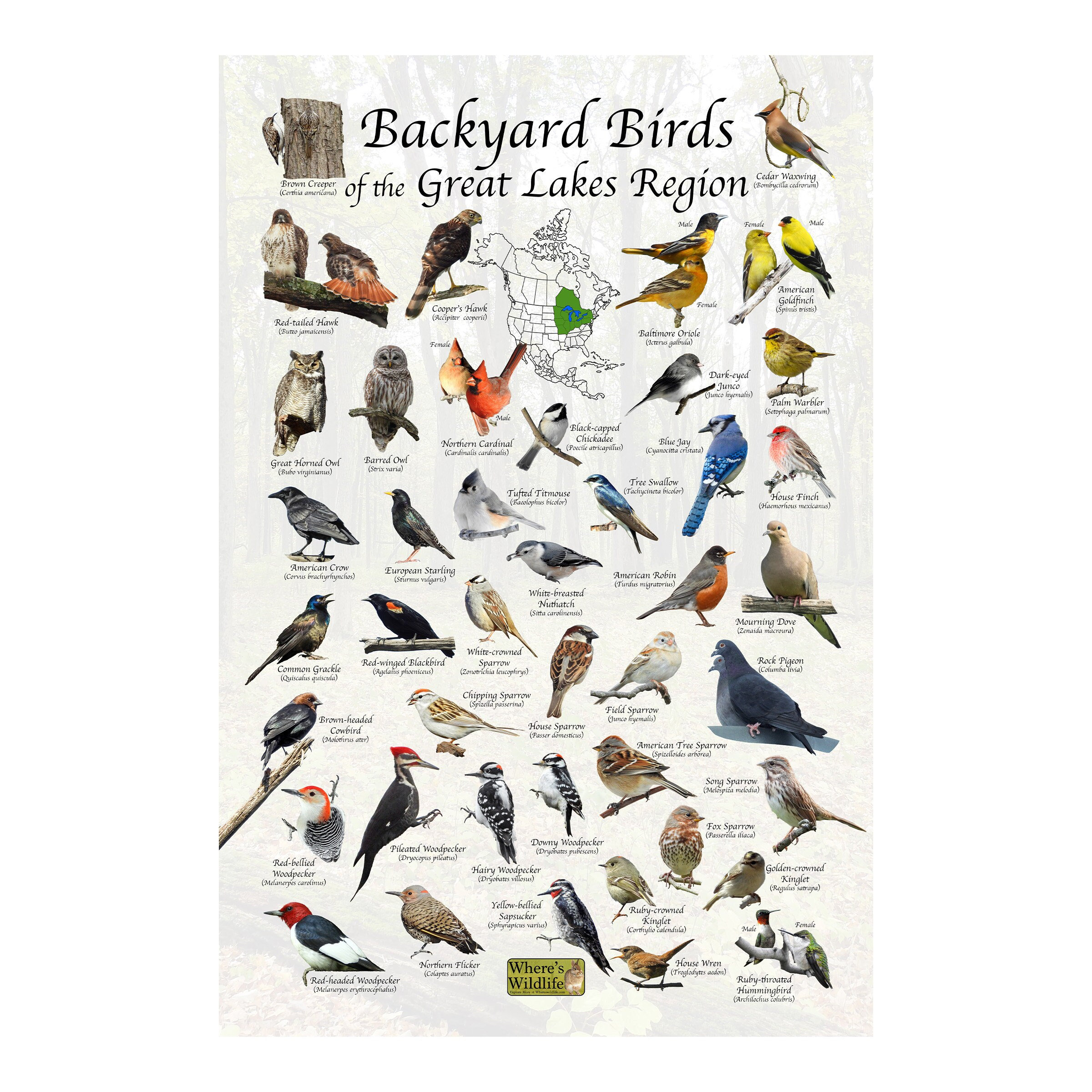 Backyard Birds of the Great Lake Region North America Bird ...