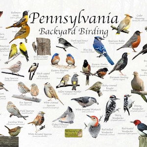 Birds of Pennsylvania Backyard Birding Identification Picture Print / Great Field Guide to Common State Birds Birdwatching / Nature Poster