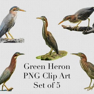 Green Heron Wading Birds 5er Set PNG Clipart mit transparentem Hintergrund Photoshop Overlays. Werbung, Banner, Bildung, Marketing etc