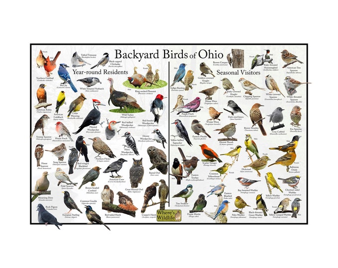 Backyard Birds of Ohio Bird Identification Poster Divided into Year-round Residents and Seasonal Visitors / Birdwatching Nature Guide