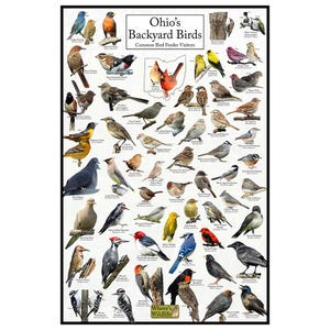 Póster de aves de patio de Ohio - Tabla de observación de aves de Ohio que destaca las aves en su comedero - Observación de aves - Póster de naturaleza