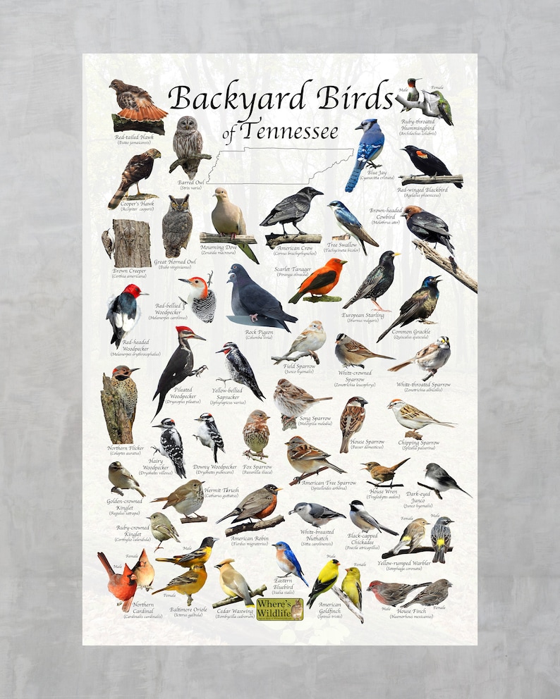 Backyard Birds of Tennessee Bird Identification Poster / Bird Etsy