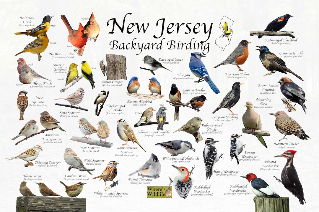 Birds of New Jersey Backyard Birding Identification Picture Print