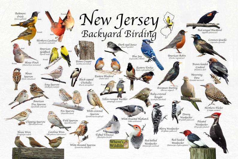 Birds of New Jersey Backyard Birding Identification Picture Etsy