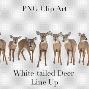 White Tailed Hirsch Line Up Animal Clip Art PNG Clipart mit transparentem Hintergrund Photoshop Overlays. Werbung, Bildung, Schule, etc