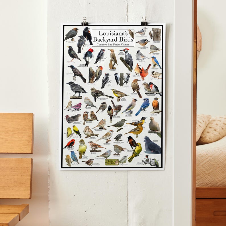 Louisiana's Backyard Birds Poster - Louisiana Bird Watching Chart ...