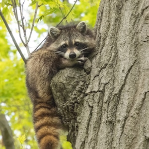 Niños "Lindo mapache en un árbol" Lindo mapache Bandido Mirada Adorable Animal Niños Naturaleza Foto Imagen Impresa por Where's Wildlife