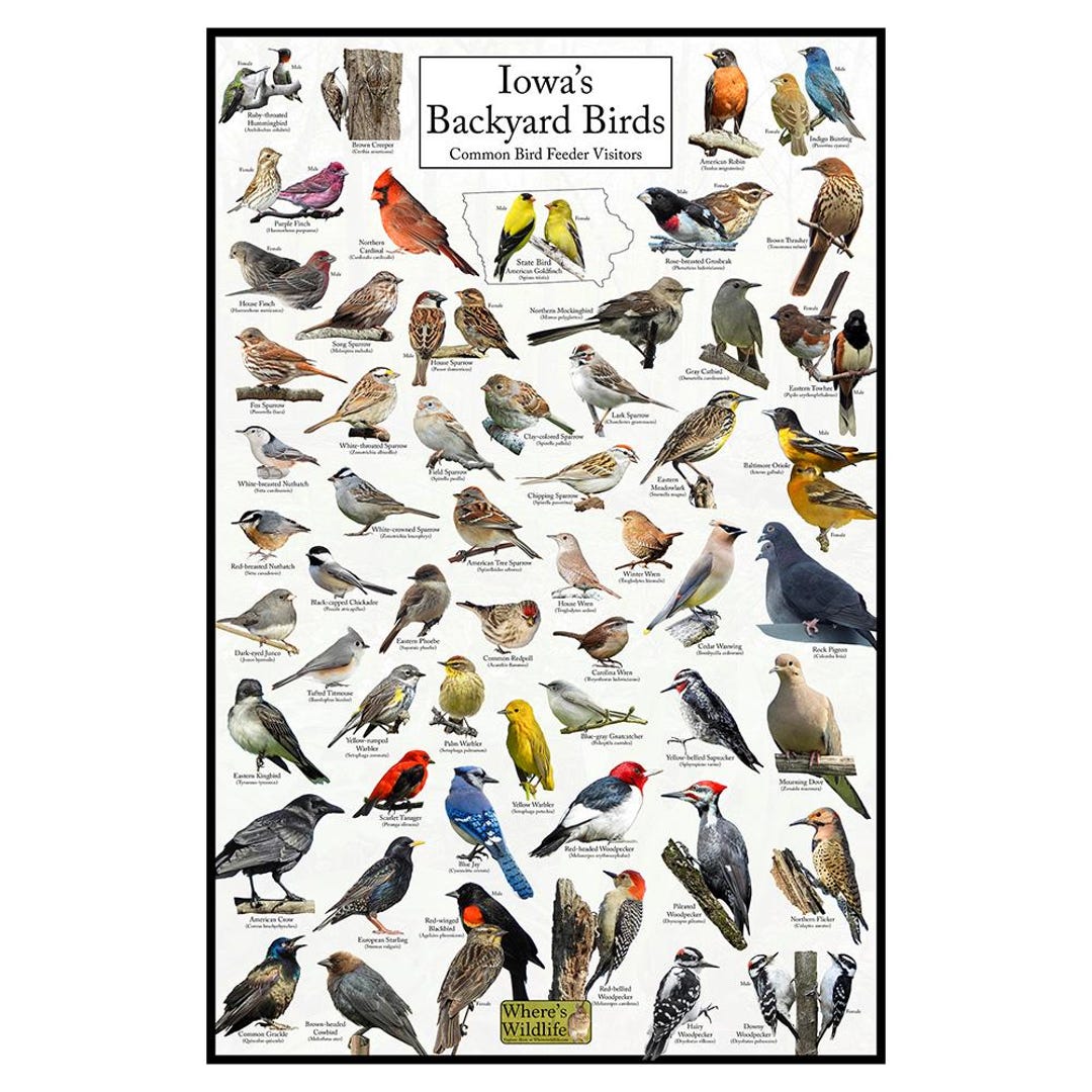 Iowa's Backyard Birds Poster - Iowa Bird Watching Chart Highlighting ...