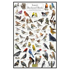 Afiche de aves del patio trasero de Iowa: gráfico de observación de aves de Iowa que destaca las aves en su comedero para pájaros: guía educativa sobre aves