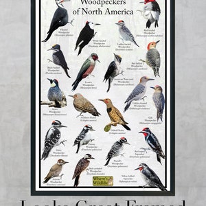 Puede incluir: Una gu&iacute;a ilustrada colorida de los p&aacute;jaros carpinteros de Am&eacute;rica del Norte. La gu&iacute;a presenta im&aacute;genes de cada especie con sus nombres comunes y cient&iacute;ficos. La gu&iacute;a est&aacute; enmarcada y tiene el texto "Looks Great Framed" en la parte inferior.