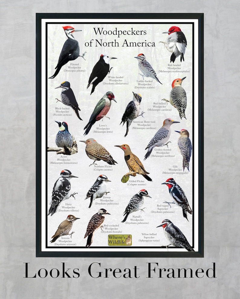 Puede incluir: Una gu&iacute;a ilustrada colorida de los p&aacute;jaros carpinteros de Am&eacute;rica del Norte. La gu&iacute;a presenta im&aacute;genes de cada especie con sus nombres comunes y cient&iacute;ficos. La gu&iacute;a est&aacute; enmarcada y tiene el texto "Looks Great Framed" en la parte inferior.