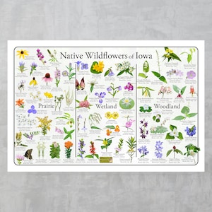 May include: A colorful chart titled "Native Wildflowers of Iowa" featuring illustrations of various wildflowers categorized by habitat: Prairie, Wetland, and Woodland. Each flower is labeled with its common name and bloom time.