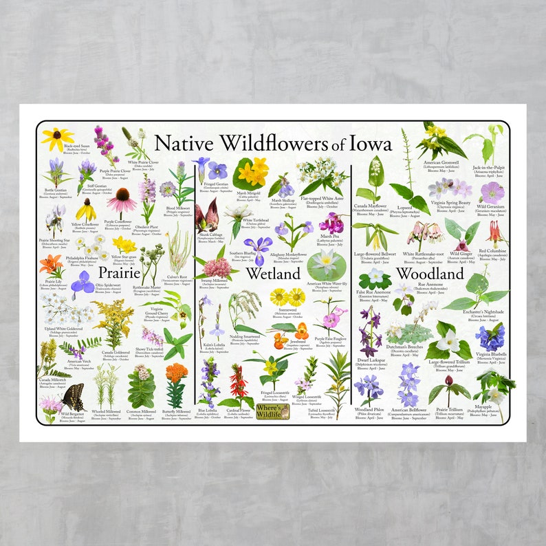 May include: A colorful chart titled "Native Wildflowers of Iowa" featuring illustrations of various wildflowers categorized by habitat: Prairie, Wetland, and Woodland. Each flower is labeled with its common name and bloom time.