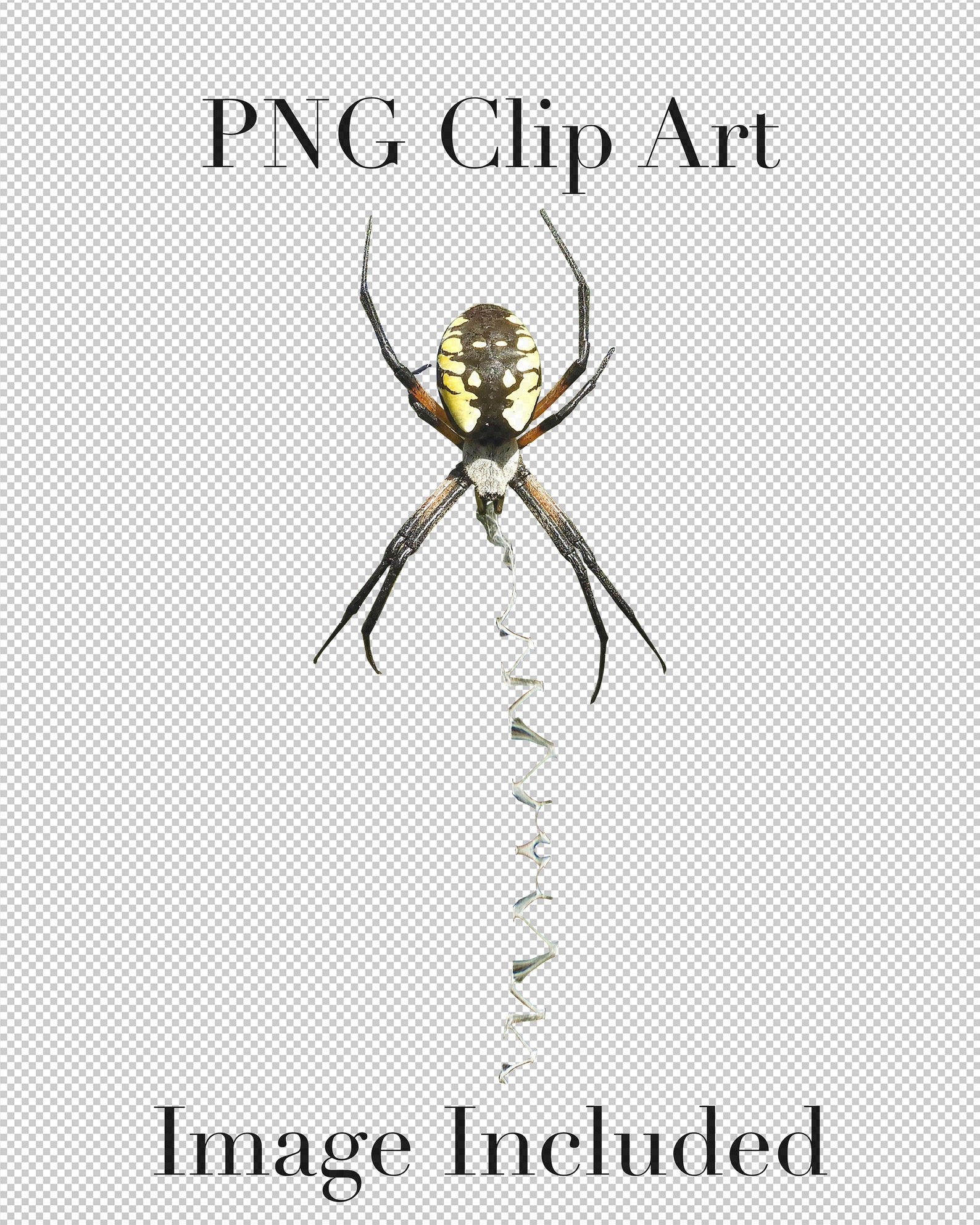 Creepy Crawly Spiders Clip Art set of 5 PNG Clipart With - Etsy