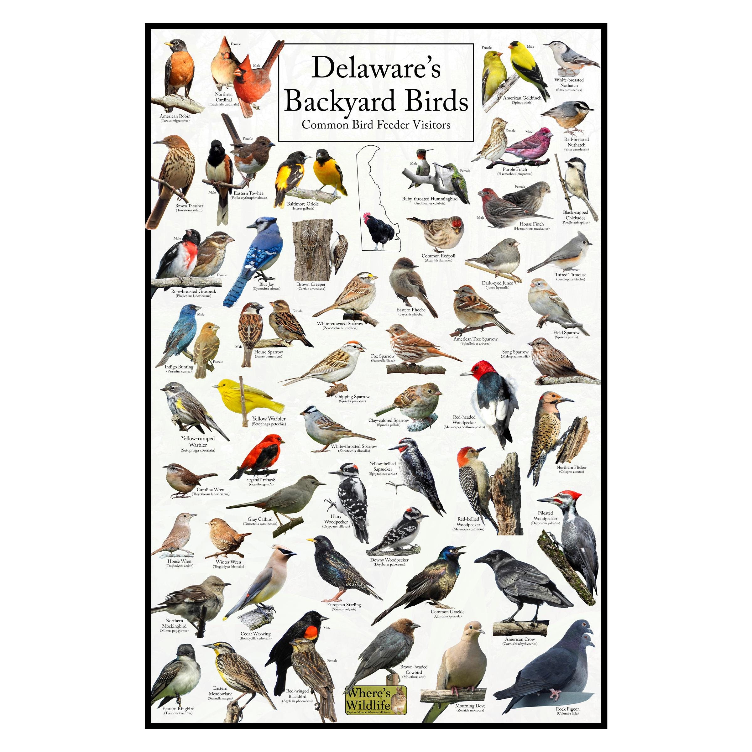 Delaware's Backyard Birds Poster - Delaware Bird Watching Chart