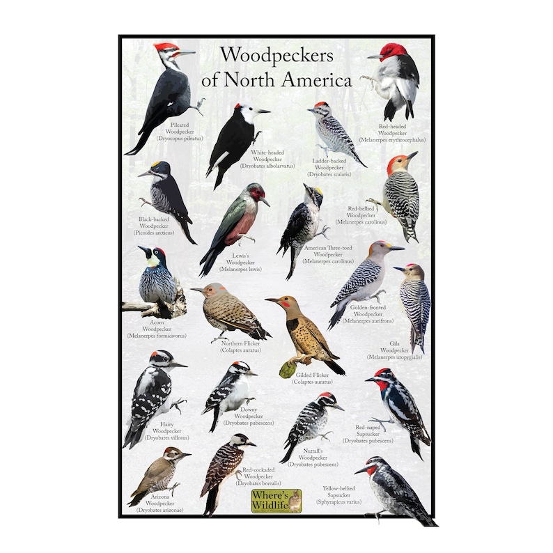 Puede incluir: Una gu&iacute;a ilustrada colorida de los p&aacute;jaros carpinteros de Am&eacute;rica del Norte. La gu&iacute;a presenta 16 especies diferentes de p&aacute;jaros carpinteros, cada uno con su nombre cient&iacute;fico y una ilustraci&oacute;n detallada. La gu&iacute;a se titula "Woodpeckers of North America".
