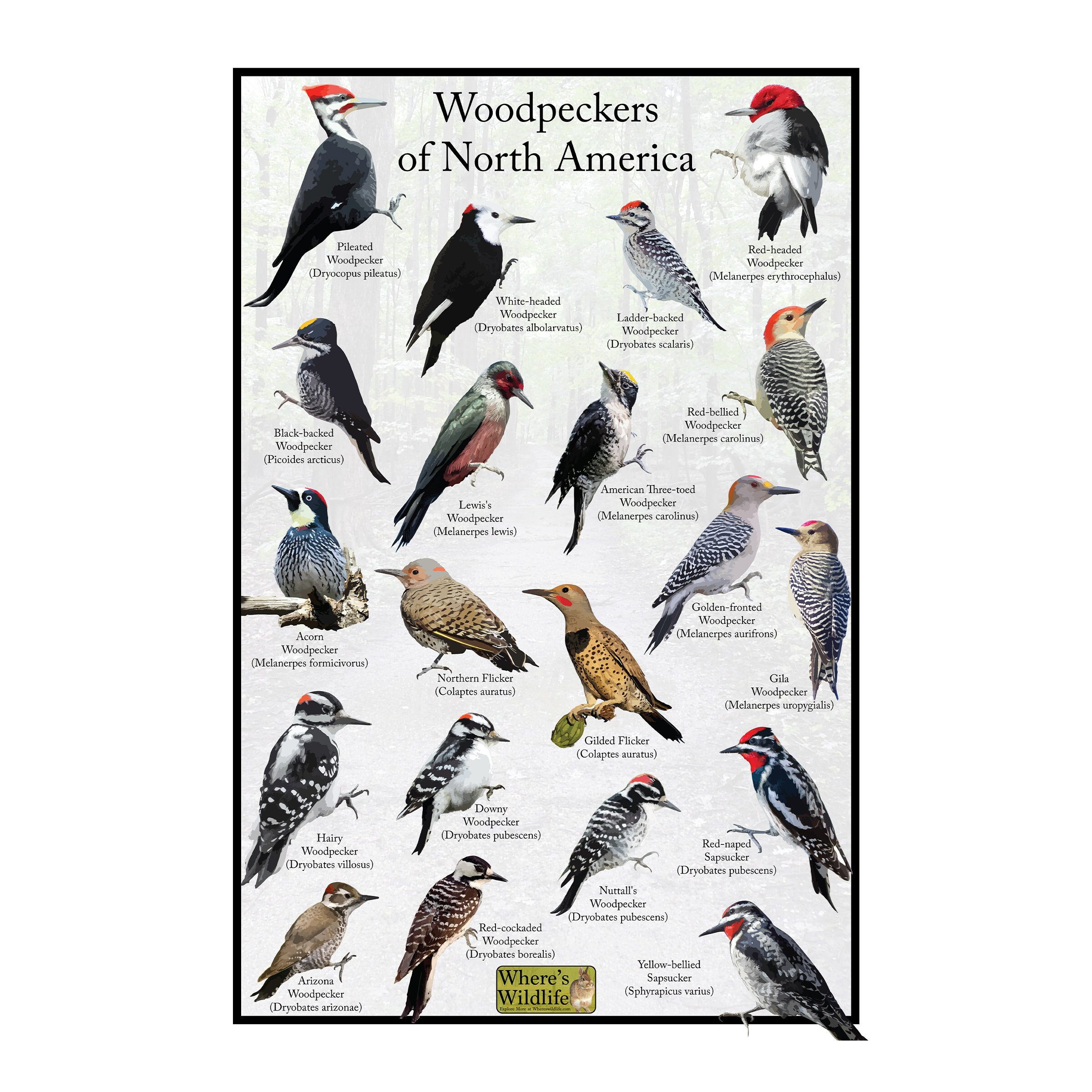 WheresWildlife