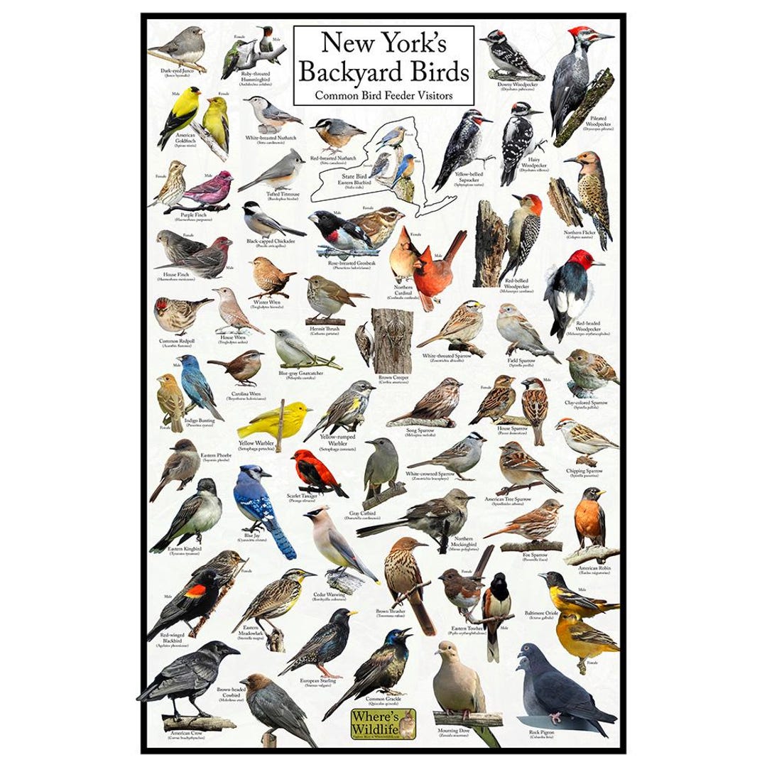 New York's Backyard Birds Poster - New York Bird Watching Chart ...