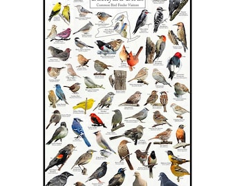 New York's Backyard Birds Poster - New York Bird Watching Chart Highlighting Birds At Your Bird Feeder - Educational Bird Guide