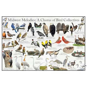 May include: An illustrated chart showing different types of birds and their collective nouns. The chart is titled "Midwest Melodies: A Chorus of Bird Collectives". The chart features colorful illustrations of birds, including robins, cardinals, blue jays, owls, and turkeys. The chart also includes the collective noun for each type of bird, such as "a murder of crows" and "a parliament of owls".