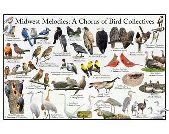 Midwest Melodies: A Chorus of Bird Collectives Poster - Captivating Avian Art for Nature Enthusiasts and Bird Lovers