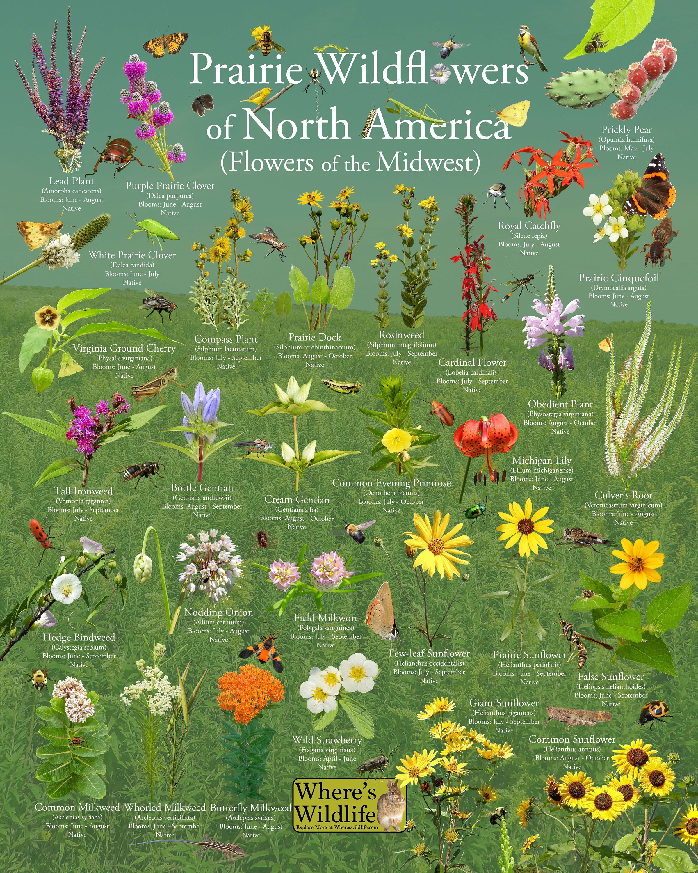Où admirer les fleurs sauvages aux États-Unis