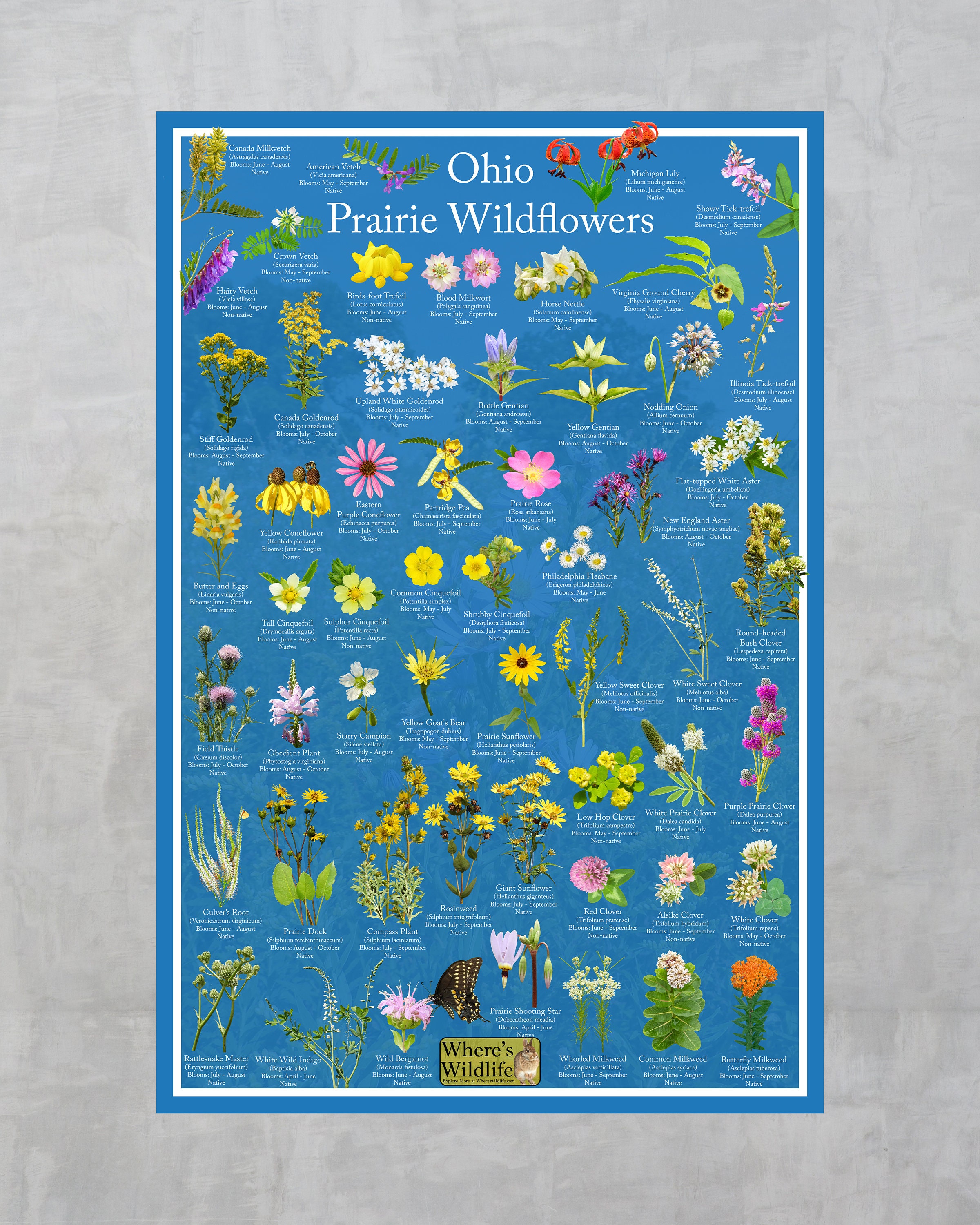Tiffany Wildflowers 花柄 プレート ブラック 2板 送料込み Ohio Prairie Wildflower Identification Nature Poster / State