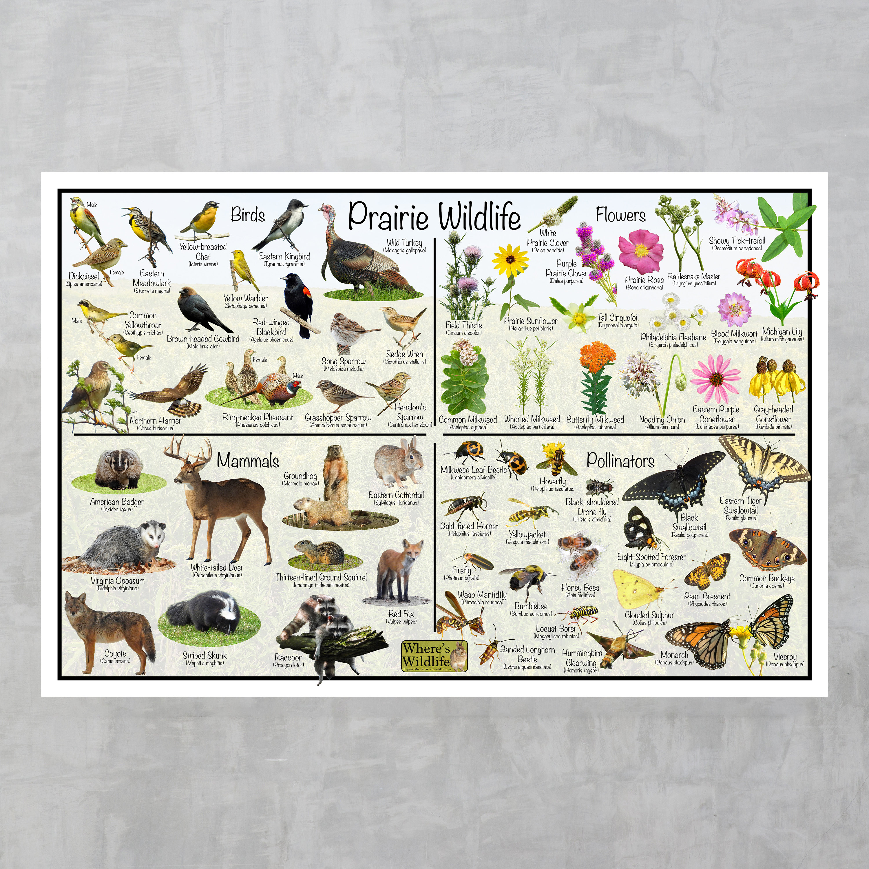 Prairie Wildlife Guide Nature Poster / Prairie Habitat Education / Id's ...