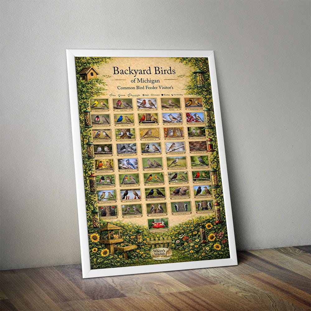 Michigan Backyard Birds Poster | Common Feeder Bird Identification ...
